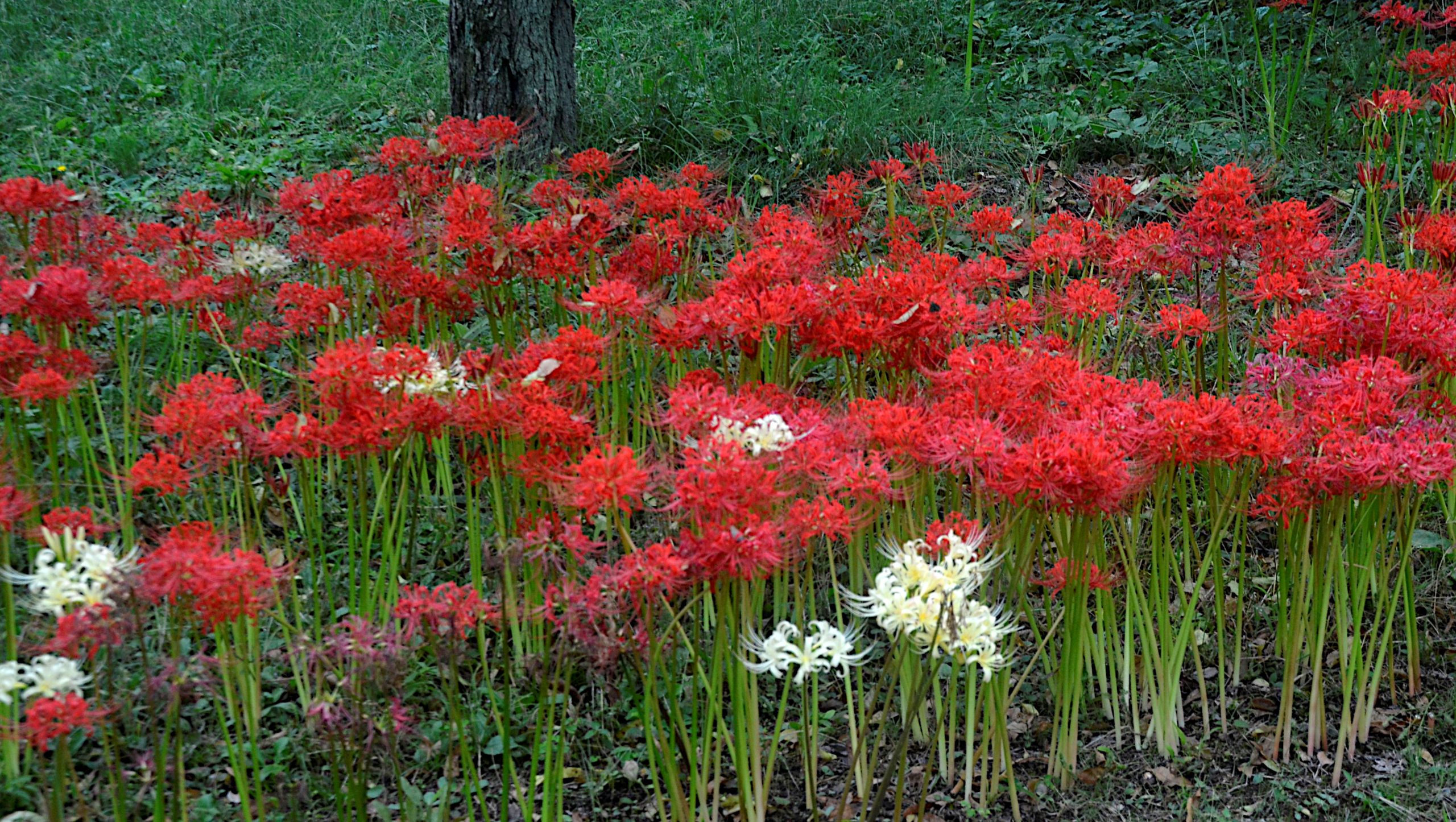 マチャケ•*¨*•.¸♬︎ 彼岸花 昭和記念公園の彼岸花 - コラム - マイスター60